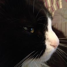 Blanding af racer Basse <3