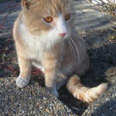 Huskat Figther/Fortis (kaldet mis)