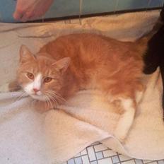 Huskat Figther/Fortis (kaldet mis)