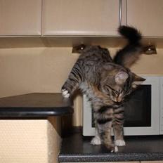 Norsk Skovkat DK skovskytten`s Kashmir