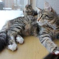 Norsk Skovkat DK skovskytten`s Kashmir