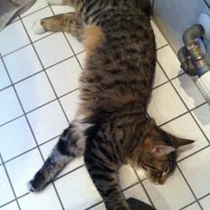 Norsk Skovkat DK skovskytten`s Kashmir