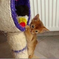 Abyssinier Misomali Unite My Choice aka LilleMiss