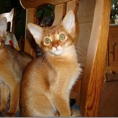 Abyssinier Misomali Unite My Choice aka LilleMiss