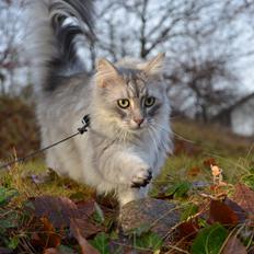 Maine Coon Ib silver