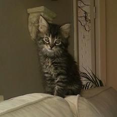 Blanding af racer ¨˜”°º•NALA•º°”˜¨