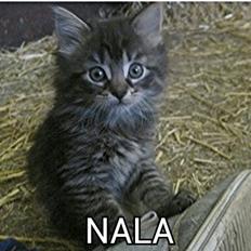 Blanding af racer ¨˜”°º•NALA•º°”˜¨