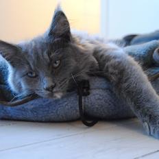 Blanding af racer Lunie