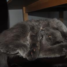 Blanding af racer Lunie