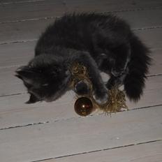 Blanding af racer Lunie