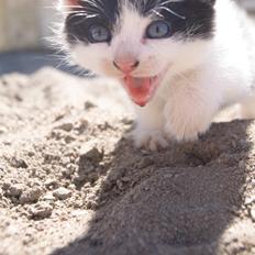 Huskat Missen bølle bob