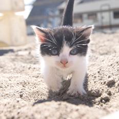 Huskat Missen bølle bob
