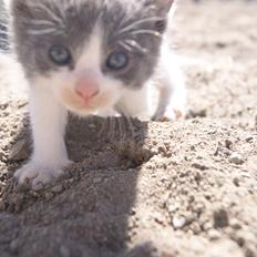 Huskat Misse muzen liller mand (sælges)