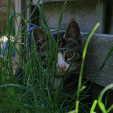 Blanding af racer Spilopper