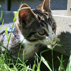 Blanding af racer Spilopper