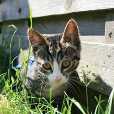 Blanding af racer Spilopper