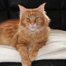 Maine Coon Max