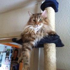 Norsk Skovkat Norhtown Cats Bella Donna