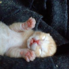 Blanding af racer Mini! <3