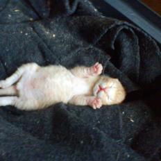 Blanding af racer Mini! <3