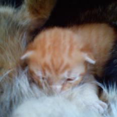 Blanding af racer Mini! <3