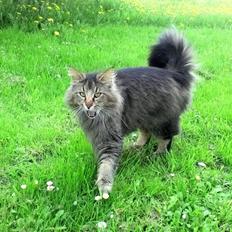 Norsk Skovkat Sofiebo`s Bastian