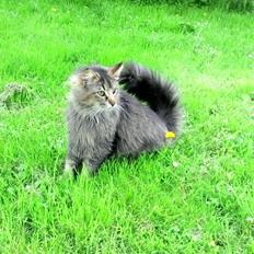 Norsk Skovkat Sofiebo`s Bastian