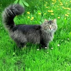 Norsk Skovkat Sofiebo`s Bastian