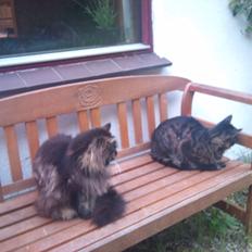 Blanding af racer Ib