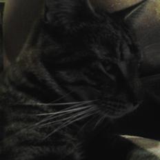 Blanding af racer Ib