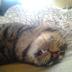 Blanding af racer Ib