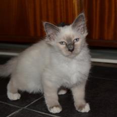 Hellig Birma DK X-Ray's Kille(Solgt)