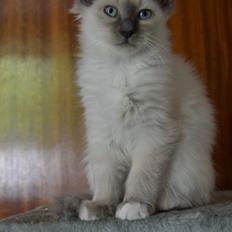 Hellig Birma DK X-Ray's Kille(Solgt)