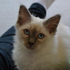 Hellig Birma DK X-Ray's Kille(Solgt)