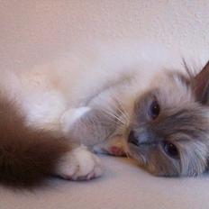 Hellig Birma Casa de Lucas Bartholo