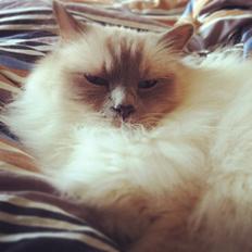 Hellig Birma Casa de Lucas Bartholo