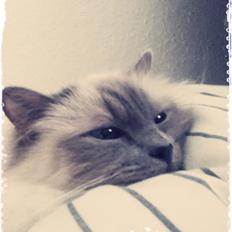 Hellig Birma Casa de Lucas Bartholo