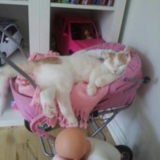 Blanding af racer Eddie