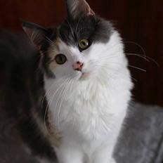Norsk Skovkat Niki