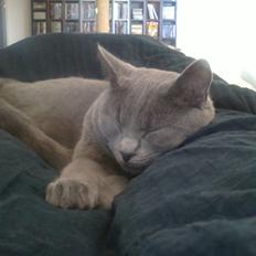 Chartreux Gizmo
