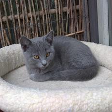 Chartreux Gizmo