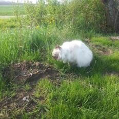 Blanding af racer Silke