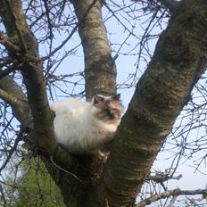 Blanding af racer Silke