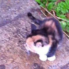 Huskat Pivse;-)<3<3***