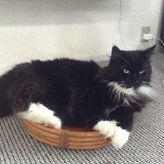 Norsk Skovkat Godtfred