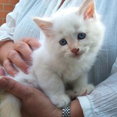 Ragdoll Toulouse