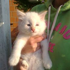 Ragdoll Toulouse