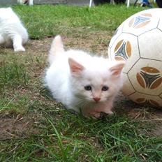 Ragdoll Toulouse