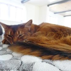 Somali Dushara Hexia de Trix