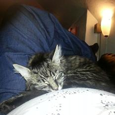 Blanding af racer Sofus